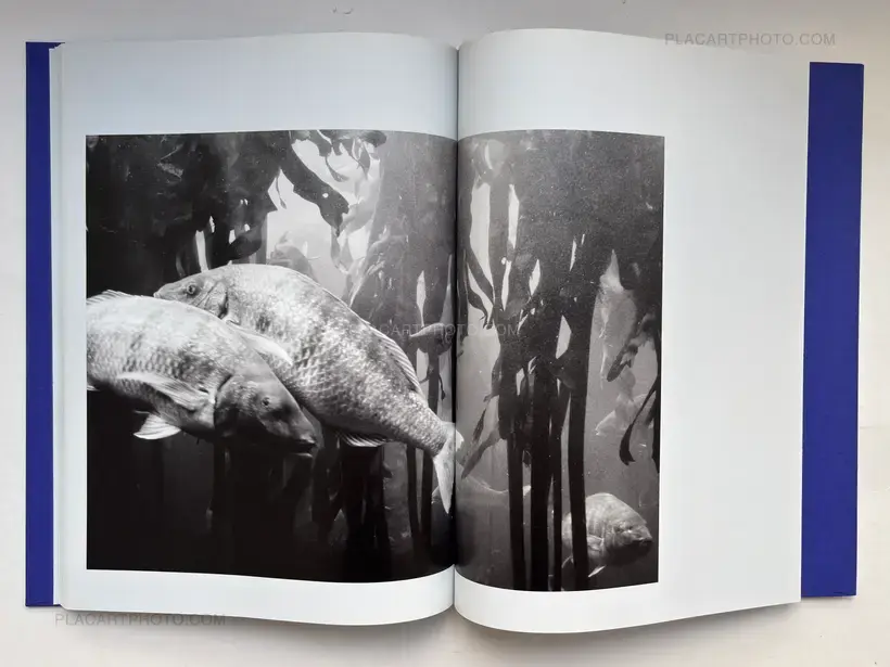 Isabelle Evertse – Anthropoides Paradiseus