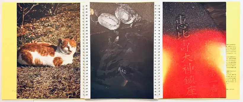 Various photographers – Gecko / Yamori