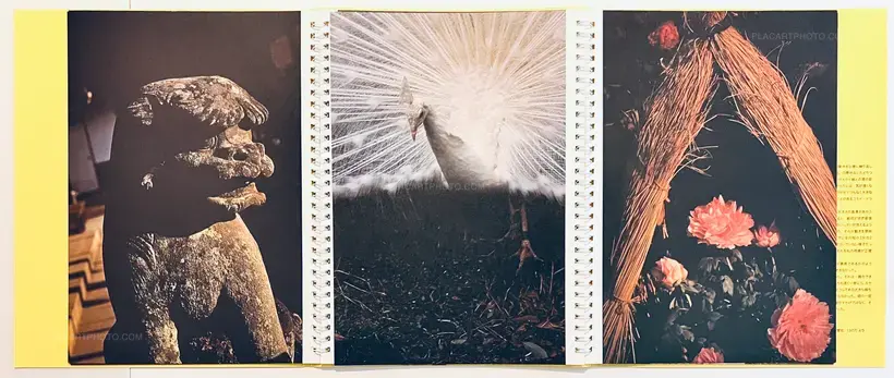 Various photographers – Gecko / Yamori