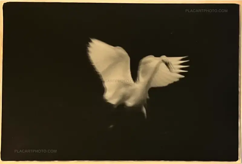 VERNISSAGE CE JEUDI 13 MARS - EXPOSITION "SILENCIEUX" PAR L'ARTISTE SHASHINKAN GELATIN