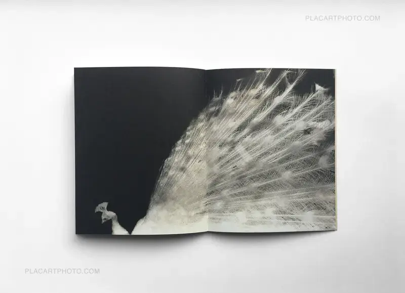 Rencontre avec Miho Kajioka et Ivan Alechine autour de leurs dernières publications